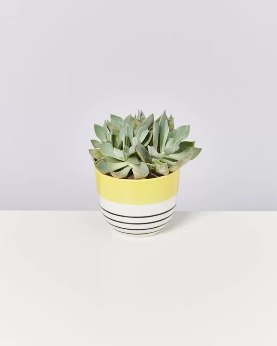 Discount Flores Ubertopf Gelb Schwarz Gestreift Ubertopfe